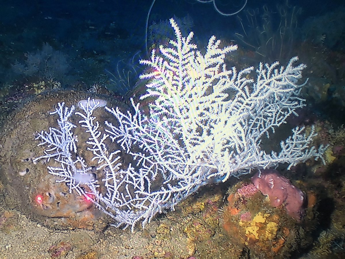 DrChrisKellogg's tweet photo. Last dive of this expedition is completed! Final coral portrait, Muricea pendula at Sackett Bank #fieldwork #MDBC 🧪🦑 https://t.co/1gWVcBwGmb