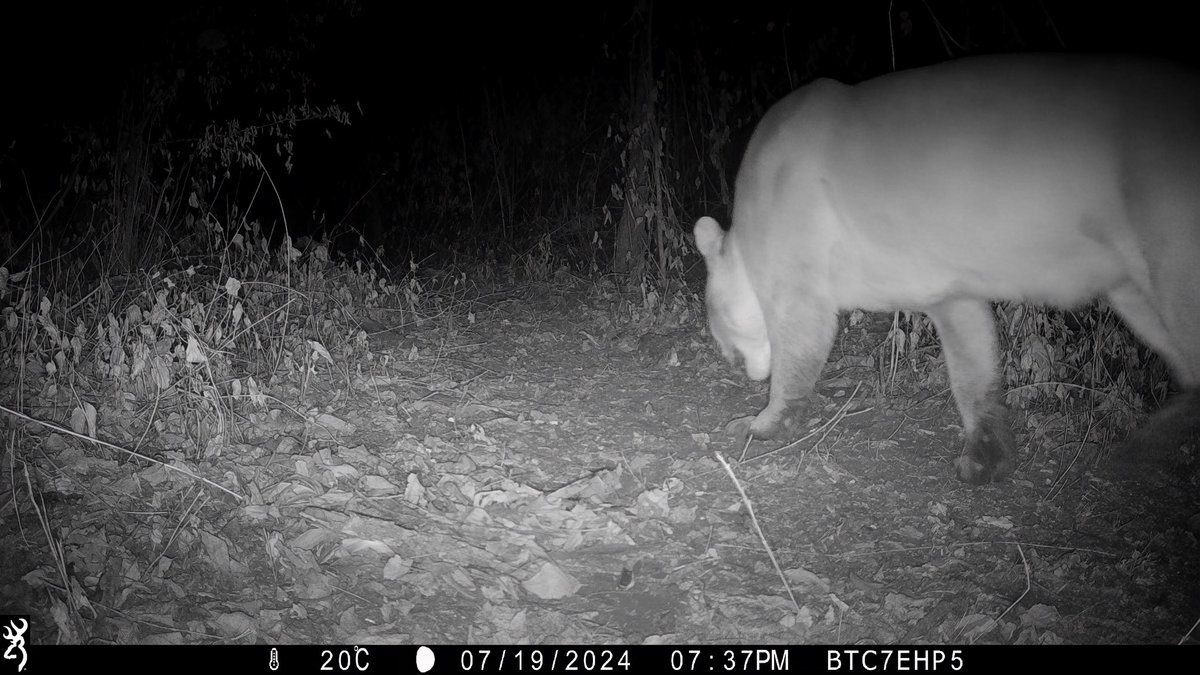 natrilhadafauna's tweet photo. A large puma without half its tail, recorded here in Brazil. @BrowningCams #browningtrailcam https://t.co/yYEuYGHiqT
