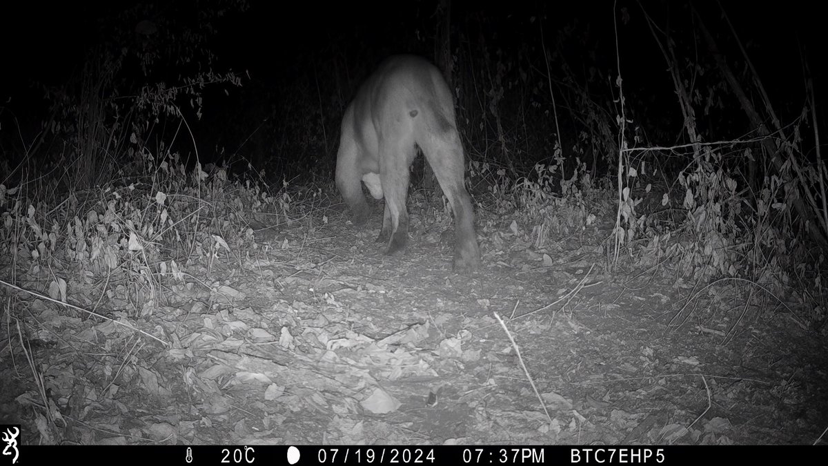 natrilhadafauna's tweet photo. A large puma without half its tail, recorded here in Brazil. @BrowningCams #browningtrailcam https://t.co/yYEuYGHiqT