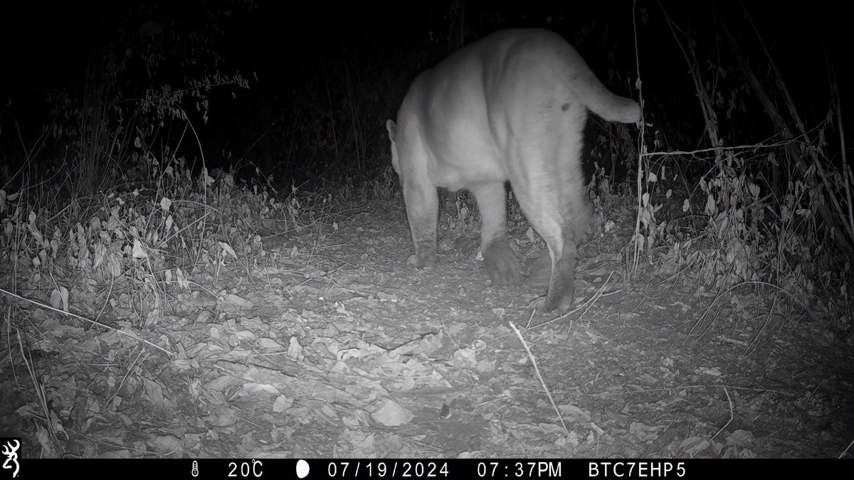 natrilhadafauna's tweet photo. A large puma without half its tail, recorded here in Brazil. @BrowningCams #browningtrailcam https://t.co/yYEuYGHiqT