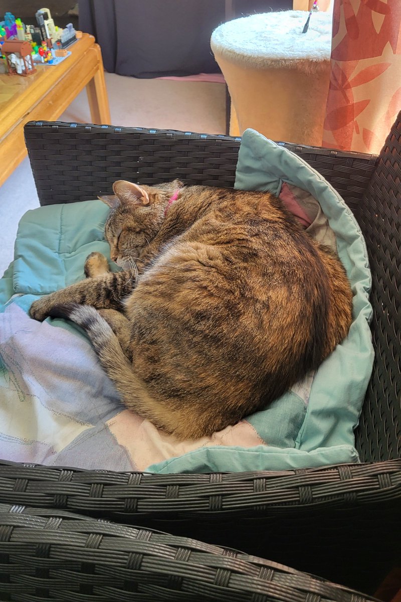 Cat :3