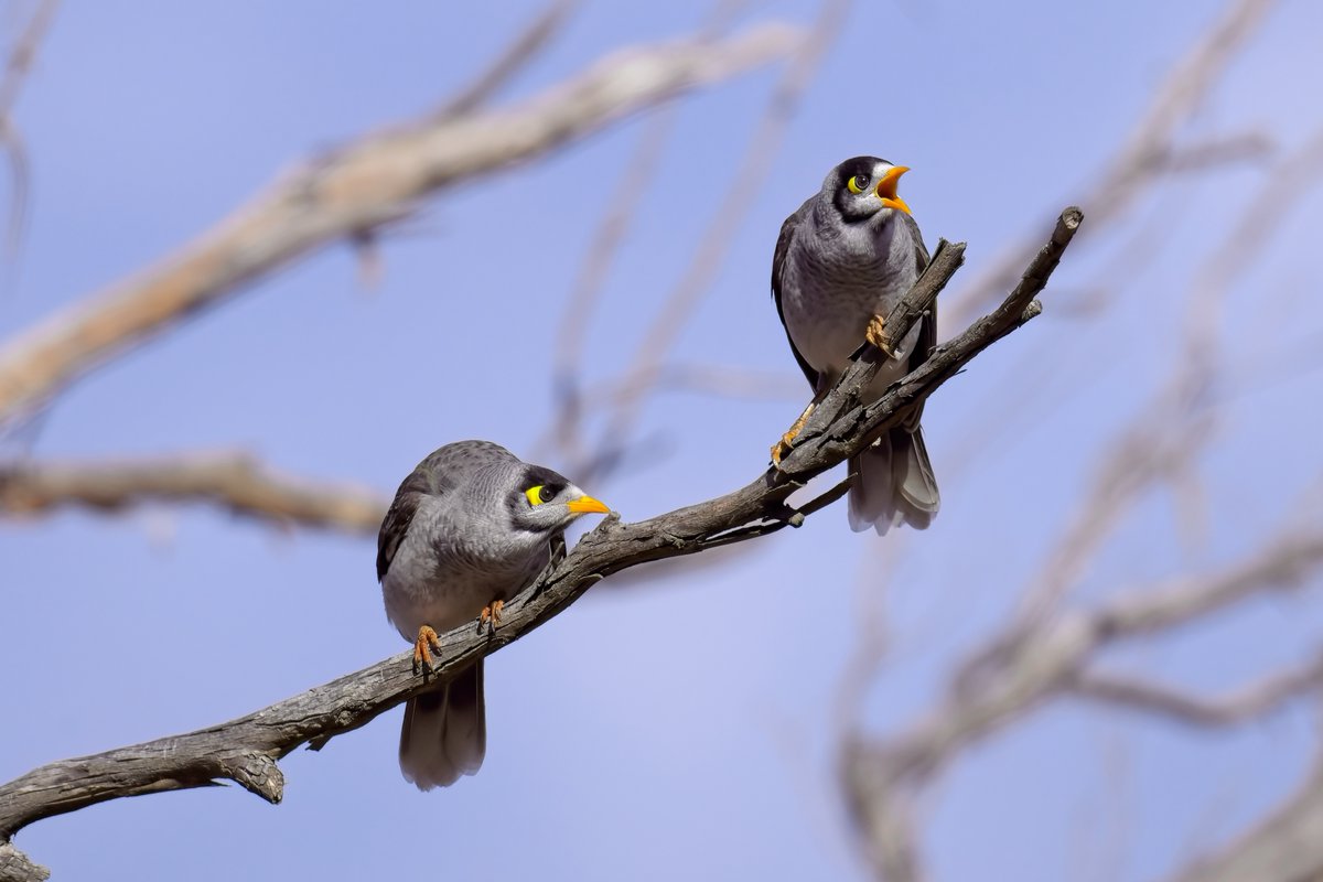 IN-DEPTH: mobbing at an expert level. Read the new blogplost about the paper by <a href="/Julie_M_Kern/">Julie Kern</a> and Paul McDonald about noisy miner mobbing and what factors influence this behaviour. 

➡️ vist.ly/3f239

#ornithology <a href="/NordicOikos/">Nordic Society Oikos</a> #VocalCommunication #birds