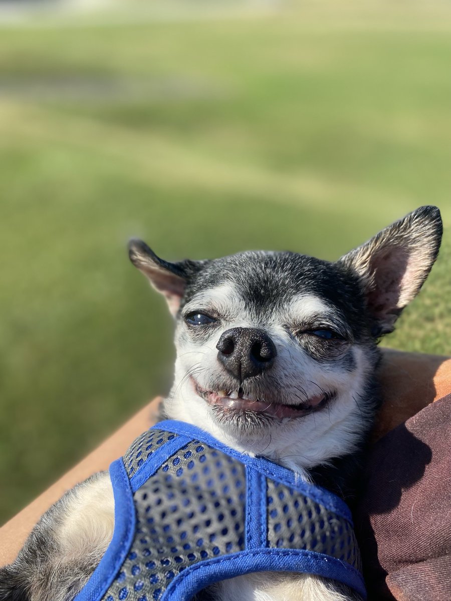 sasysquatchgirl's tweet image. When you’re away for a few days and your niece sends you a pic of your dog, and you realize he may be having way more fun than you! 😂🤣 maybe to much…😂
#dogsofx #rescuedogs #seniordogs #doggo