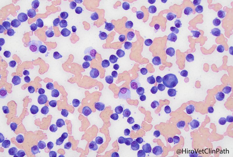 Dog, bone marrow, multiple
イヌ、骨髄、多発性骨髄腫