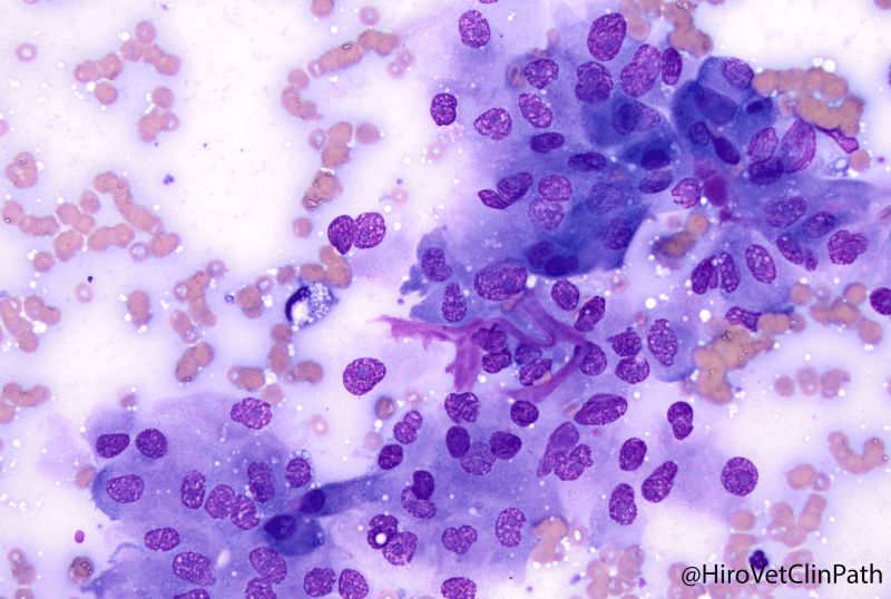 Dog, kidney, renal cell carcinoma
イヌ、腎臓、腎細胞癌