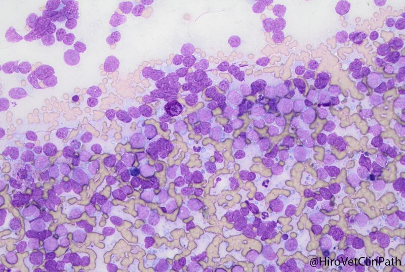 Cat, nasal mass, lymphoma
ネコ、鼻腔内マス、リンパ腫