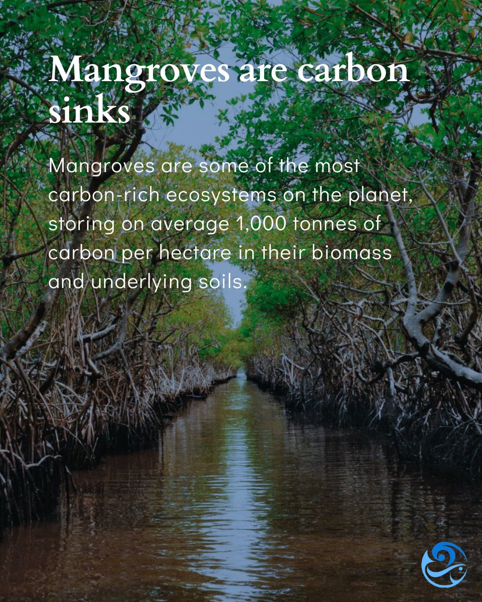 IOCS_OceanSci's tweet photo. Mangroves support biodiversity, protect coastlines, sequester carbon, and provide stability for coastal fishing communities. 🌿🌊💙 Celebrate the International Day for the Conservation of the Mangrove Ecosystem and join IOCS in safeguarding our planet’s blue heart #MangroveDay https://t.co/LbRqo8YGQ3
