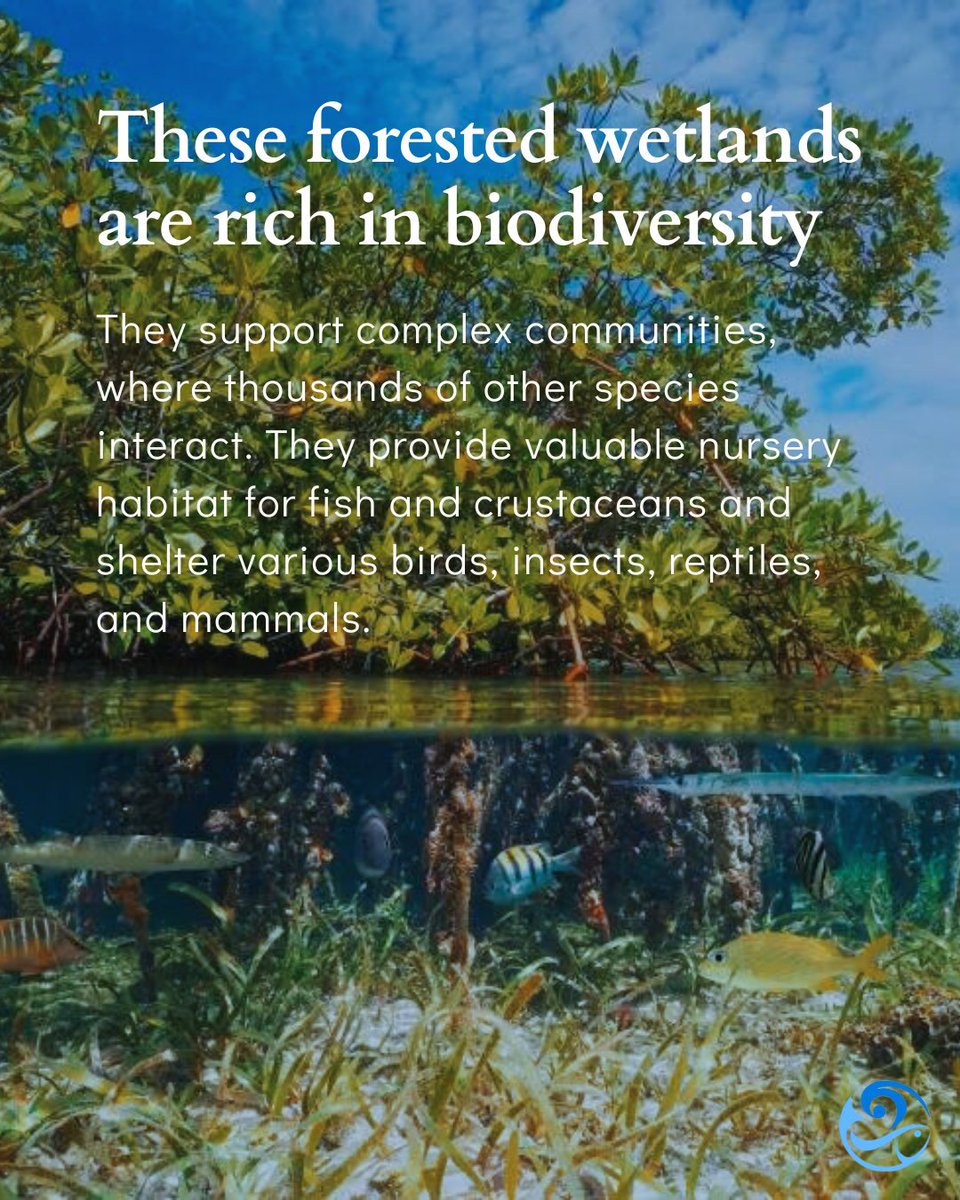 IOCS_OceanSci's tweet photo. Mangroves support biodiversity, protect coastlines, sequester carbon, and provide stability for coastal fishing communities. 🌿🌊💙 Celebrate the International Day for the Conservation of the Mangrove Ecosystem and join IOCS in safeguarding our planet’s blue heart #MangroveDay https://t.co/LbRqo8YGQ3