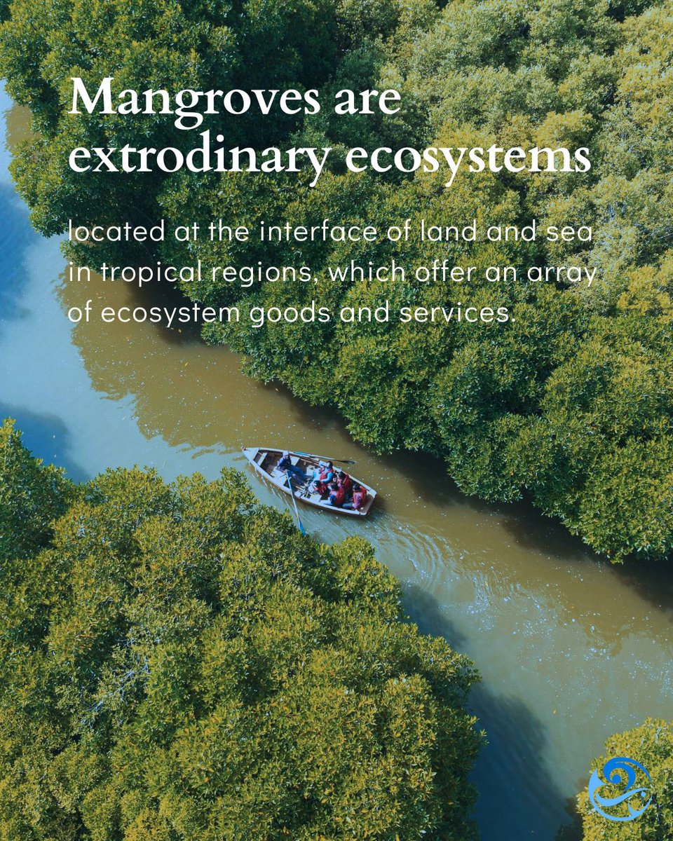 IOCS_OceanSci's tweet photo. Mangroves support biodiversity, protect coastlines, sequester carbon, and provide stability for coastal fishing communities. 🌿🌊💙 Celebrate the International Day for the Conservation of the Mangrove Ecosystem and join IOCS in safeguarding our planet’s blue heart #MangroveDay https://t.co/LbRqo8YGQ3