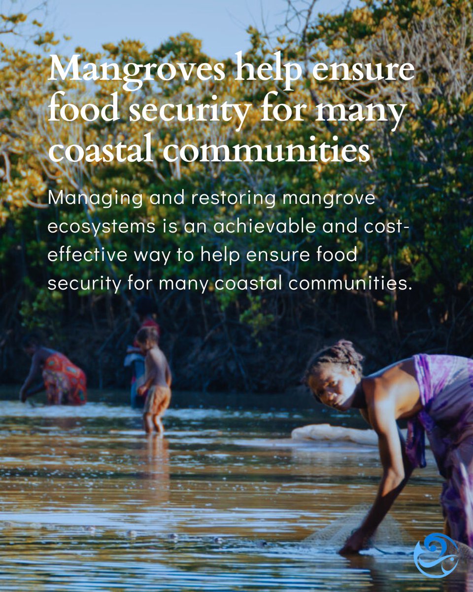 IOCS_OceanSci's tweet photo. Mangroves support biodiversity, protect coastlines, sequester carbon, and provide stability for coastal fishing communities. 🌿🌊💙 Celebrate the International Day for the Conservation of the Mangrove Ecosystem and join IOCS in safeguarding our planet’s blue heart #MangroveDay https://t.co/LbRqo8YGQ3