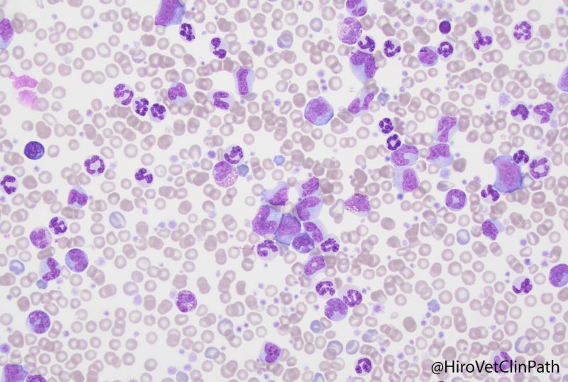 Dog, blood smear, chronic myelogenous leukemia suspect
イヌ、血液塗抹、慢性骨髄性白血病疑い