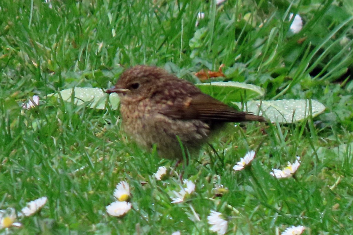 Vogels6's tweet photo. #BirdsSeenIn2024
#ROODBORST (juveniel)
Gezien 22-05-2024 tijdens rondreis in Ierland.
@vogelnieuws @waarneming @sovon @Britnatureguide @observado
#Erithacus_rubecula #European_Robin https://t.co/tTxyxGzx7w