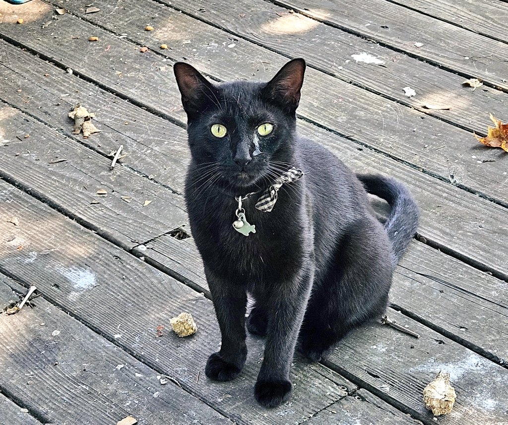 EdFatherOfCats's tweet photo. I've texted the number on Everett's collar to see if anyone responds. 
If they don't I'll try calling that number but honestly if there is no response he is going to be mine and come inside. Safer for him. 
I really love &amp; care about him. https://t.co/QHjeiNzHJC