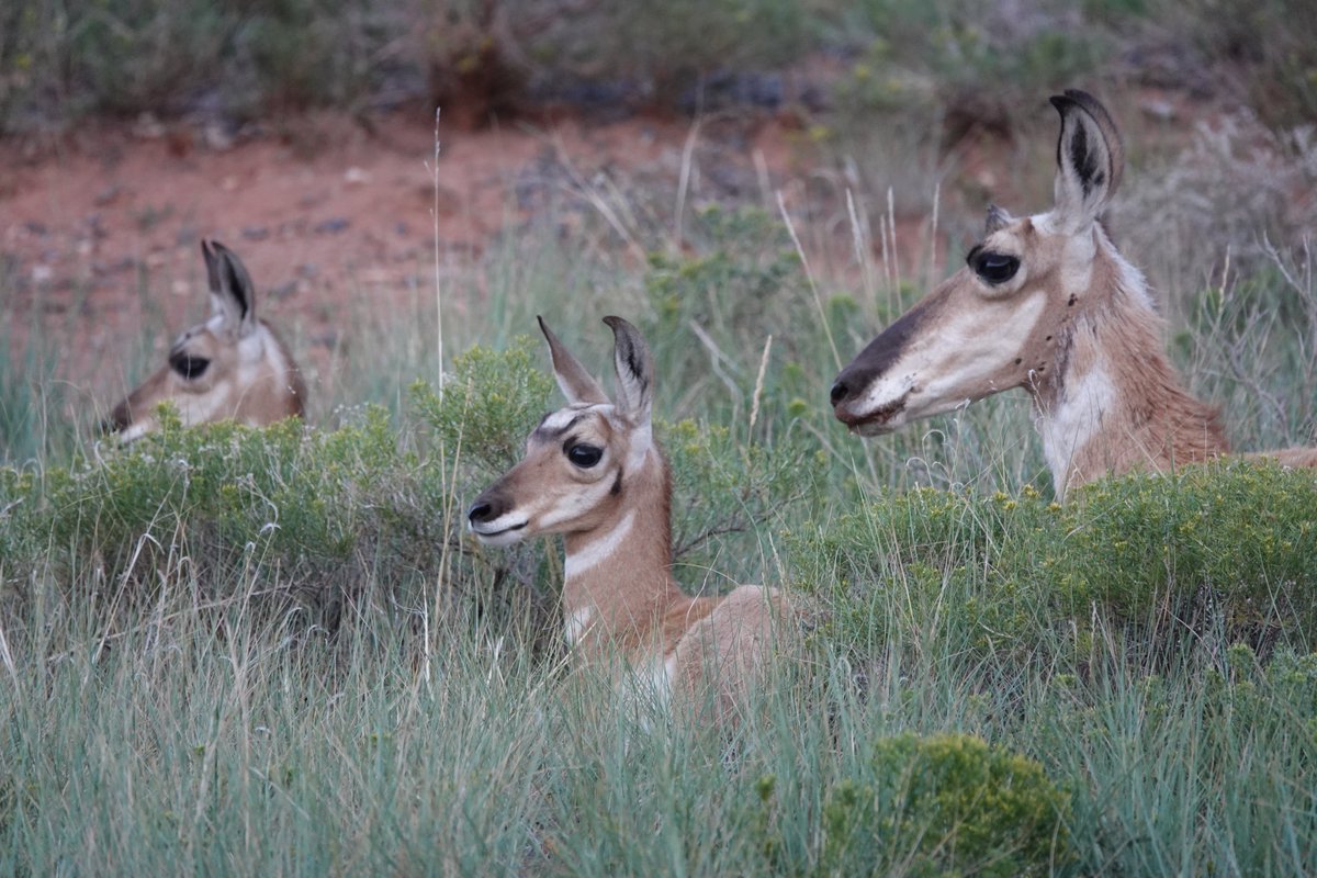 Nutritional Ecology Working Group (NEWG) (@newg_tws) on Twitter photo The NEWG scholarship deadline is quickly approaching and we've only got one applicant! We will award scholarships ranging from $250-500, depending on number of applicants, financial need, and availability of funds. Application deadline is Aug 2nd! wildlife.org/wp-content/upl… The NEWG scholarship deadline is quickly approaching and we've only got one applicant! We will award scholarships ranging from $250-500, depending on number of applicants, financial need, and availability of funds. Application deadline is Aug 2nd! wildlife.org/wp-content/upl…