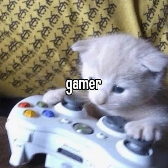 Punch Cat (@punchingcat) on Twitter photo 