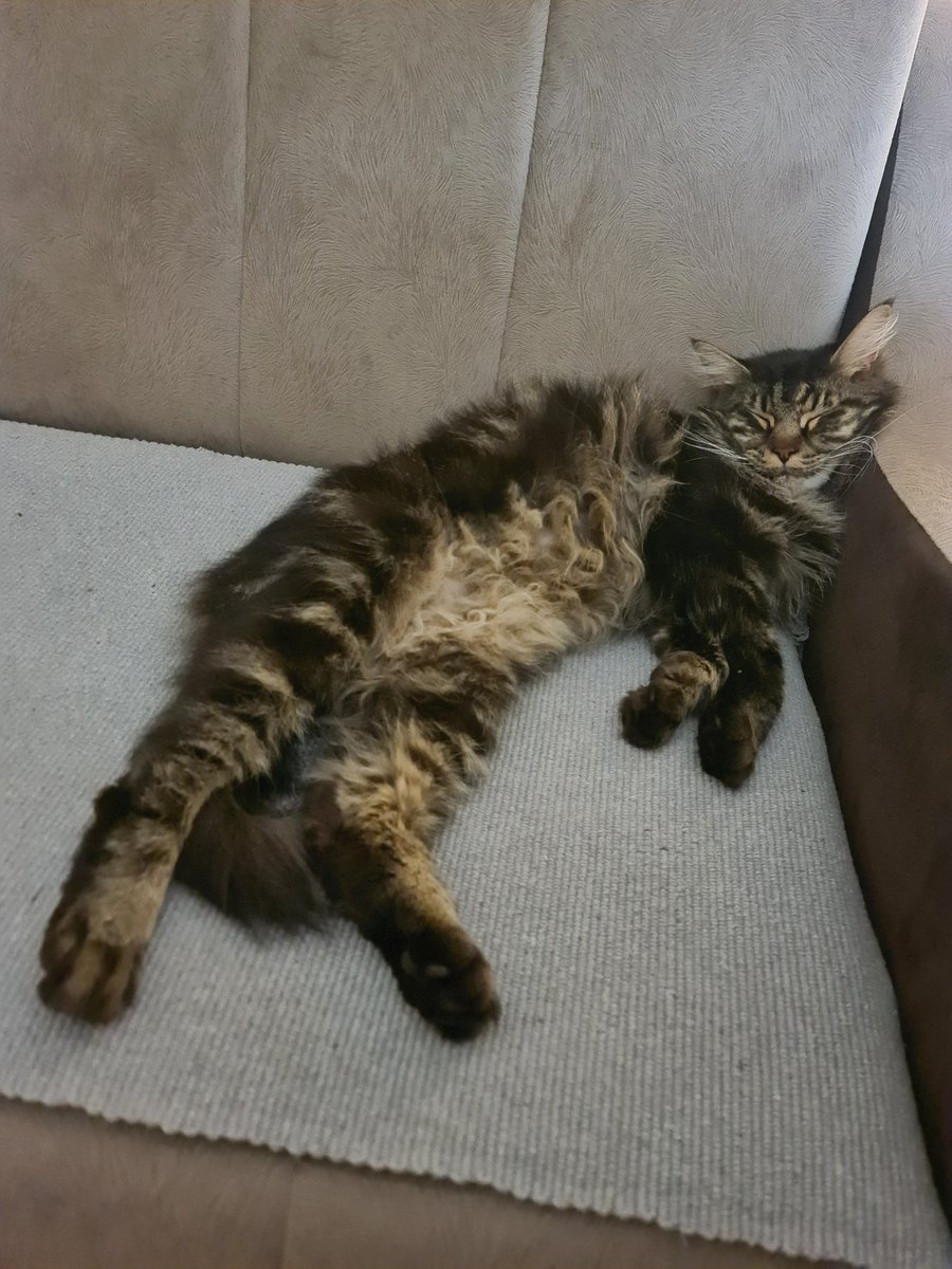 Nikolina944's tweet photo. @KapetanJosarian Ljubav moja!😻 https://t.co/cPfeMTEIoA