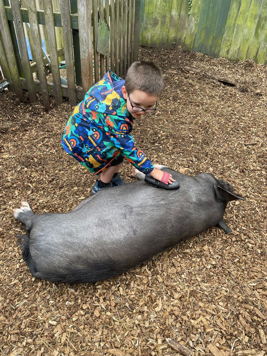 Watersidepigs tweet media