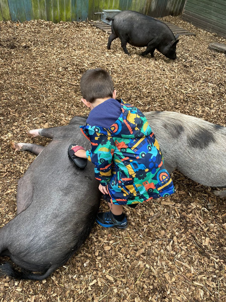 Watersidepigs tweet media