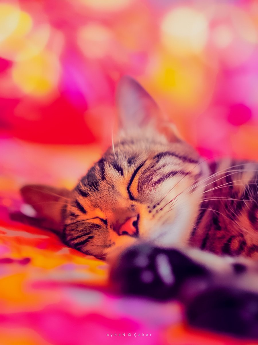 National SUgraphic tweet media