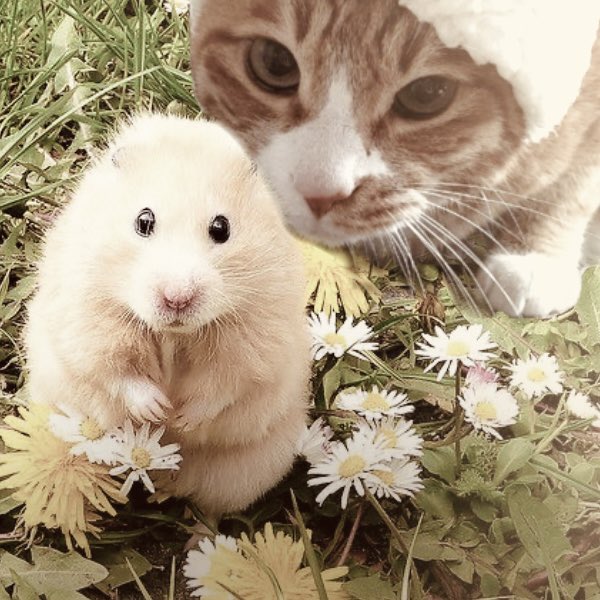 irino_waves's tweet photo. #minsung mini au | chabocho ⋆˚ 𝜗 🐹🐱 𝜚˚⋆

donde jsng cree que es una buena idea sacar a pasear a su hámster o donde el gato de mnho tiene hambre https://t.co/8EHXXVUhhg