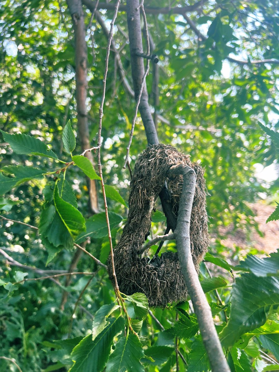 RileyTurf's tweet image. Two years later ….. “the perfect sprinkler doughnut” is still hanging up by the shop.