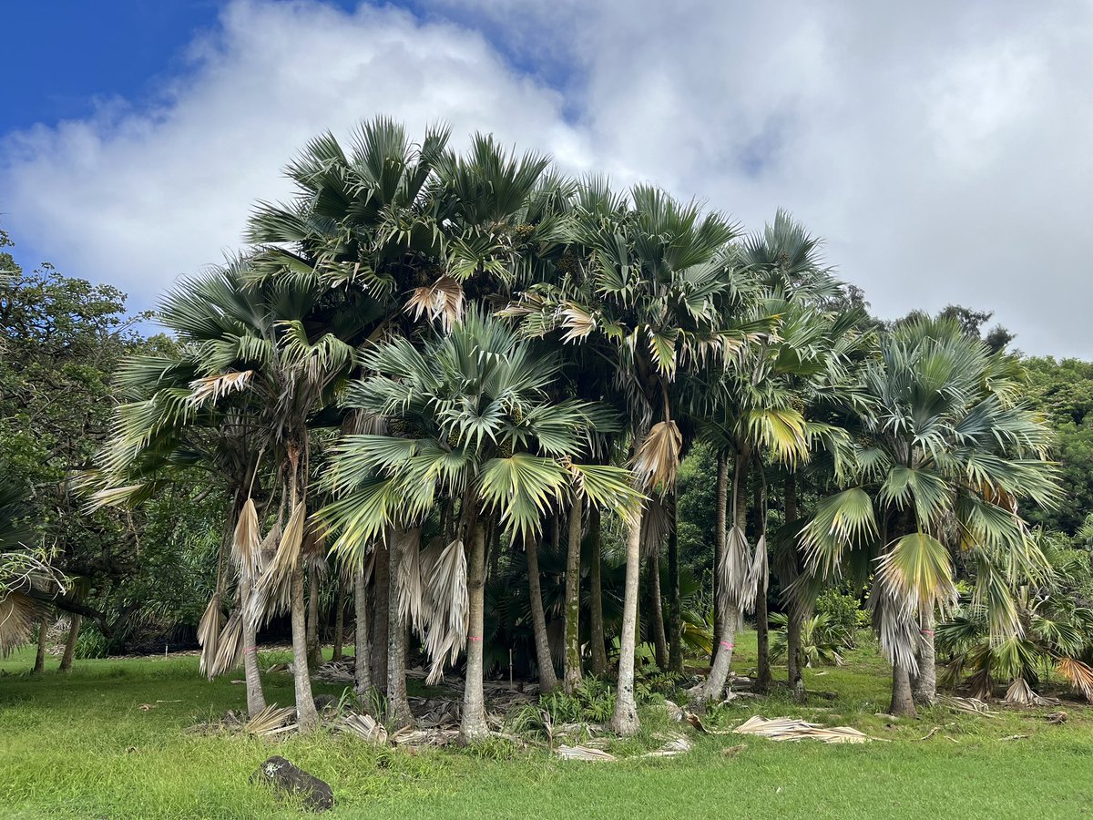 If you’re interested in protecting and growing loulu (#Hawaii's native palms), and want to prevent the spread of CRB (coconut rhinoceros beetle), check out this <a href="/NTBG/">National Tropical Botanical Garden</a> podcast episode: ntbg.org/stories/grow-a… #Hawaiian #Kauai #conservation