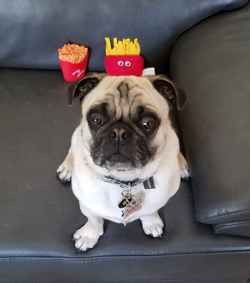 LiamWonderPug's tweet photo. It's a double dose of #Friyay on #FlashbackFriday
#pugs #Friday #DogsOnX #wishIwas 🍟🍟 https://t.co/knBef0OhFQ
