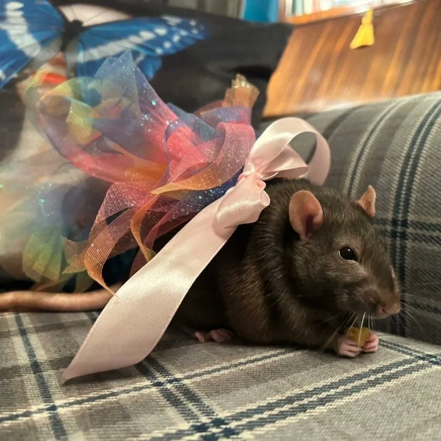 good_rats's tweet photo. Gilbert got a new princess dress, he's so Julia and we are so here for it. 
(IG:feelthesteele) https://t.co/NQny01ZhvJ