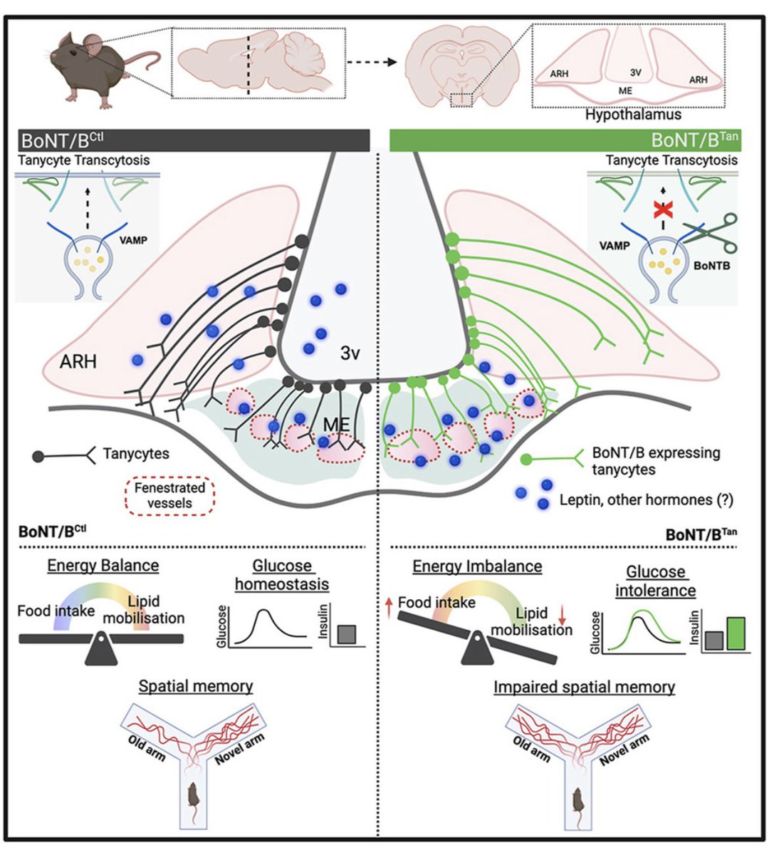 Eleonora Deligia (@filtrofiore1) on Twitter photo Proud and happy to share with you all my first first-author paper together with <a href="/Unal0me/">Manon Duquenne</a> ! Big up to <a href="/MonicaImb/">Monica Imbernon</a> as well, for her first co-last 💪🏽
Go read about the impact of tanycytic transcytosis on metabolism and cognition!!!
sciencedirect.com/science/articl… Proud and happy to share with you all my first first-author paper together with <a href="/Unal0me/">Manon Duquenne</a> ! Big up to <a href="/MonicaImb/">Monica Imbernon</a> as well, for her first co-last 💪🏽
Go read about the impact of tanycytic transcytosis on metabolism and cognition!!!
sciencedirect.com/science/articl…