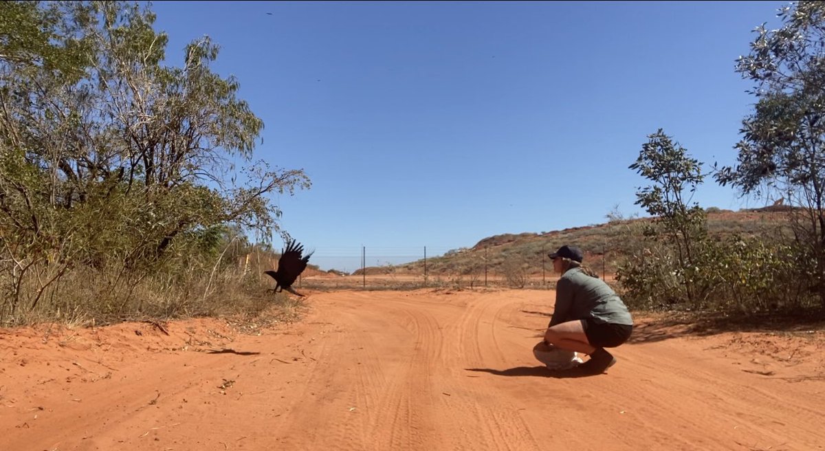 StephDeering95's tweet image. Another successful field trip finished for my PhD! We were able to do an exciting experiment in #sociallearning! 🐦‍⬛ 
If anyone is interested in volunteering- I have another field trip coming up in September- feel free to DM!