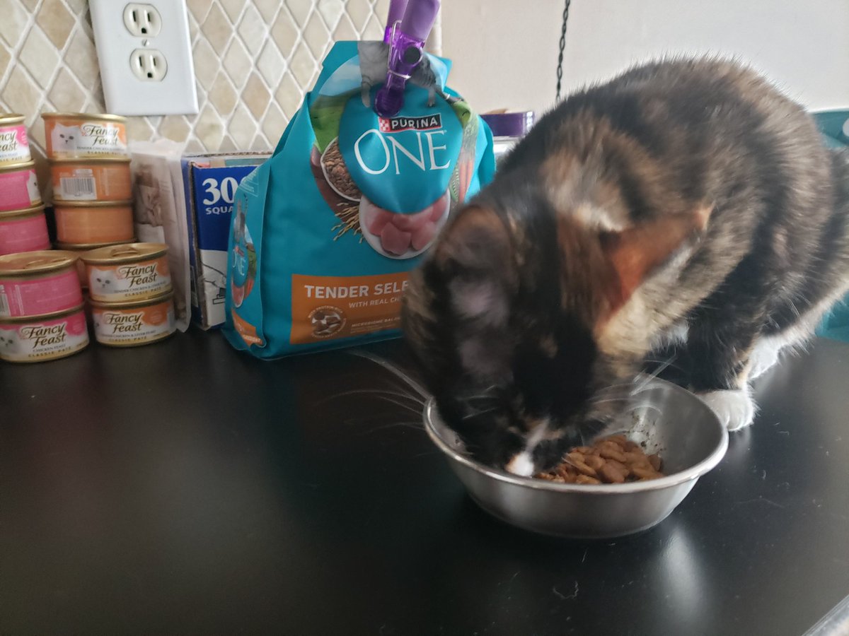 BrookeJunker's tweet photo. She literally cannot wait. Normally she sniffs the food and walks away x3 https://t.co/oAPbXWuTsn