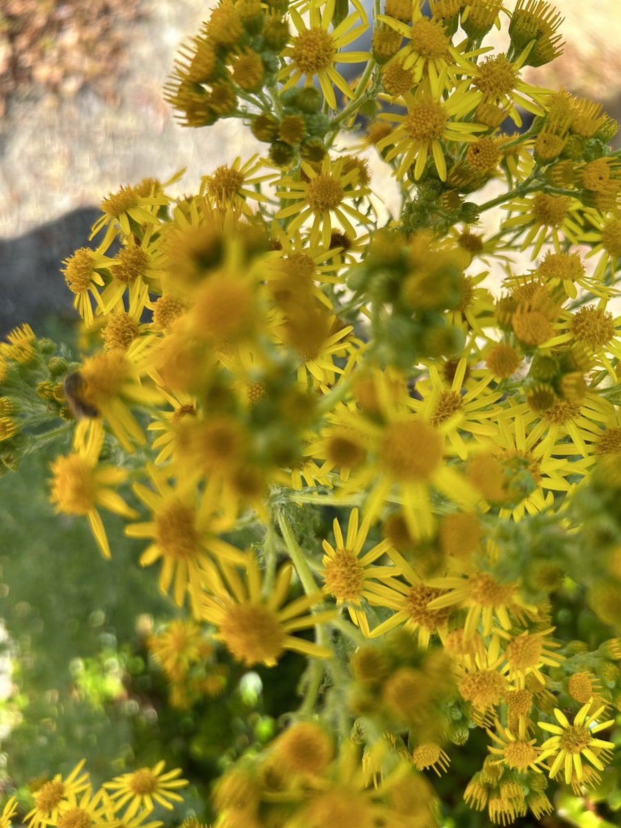 Composite and bee