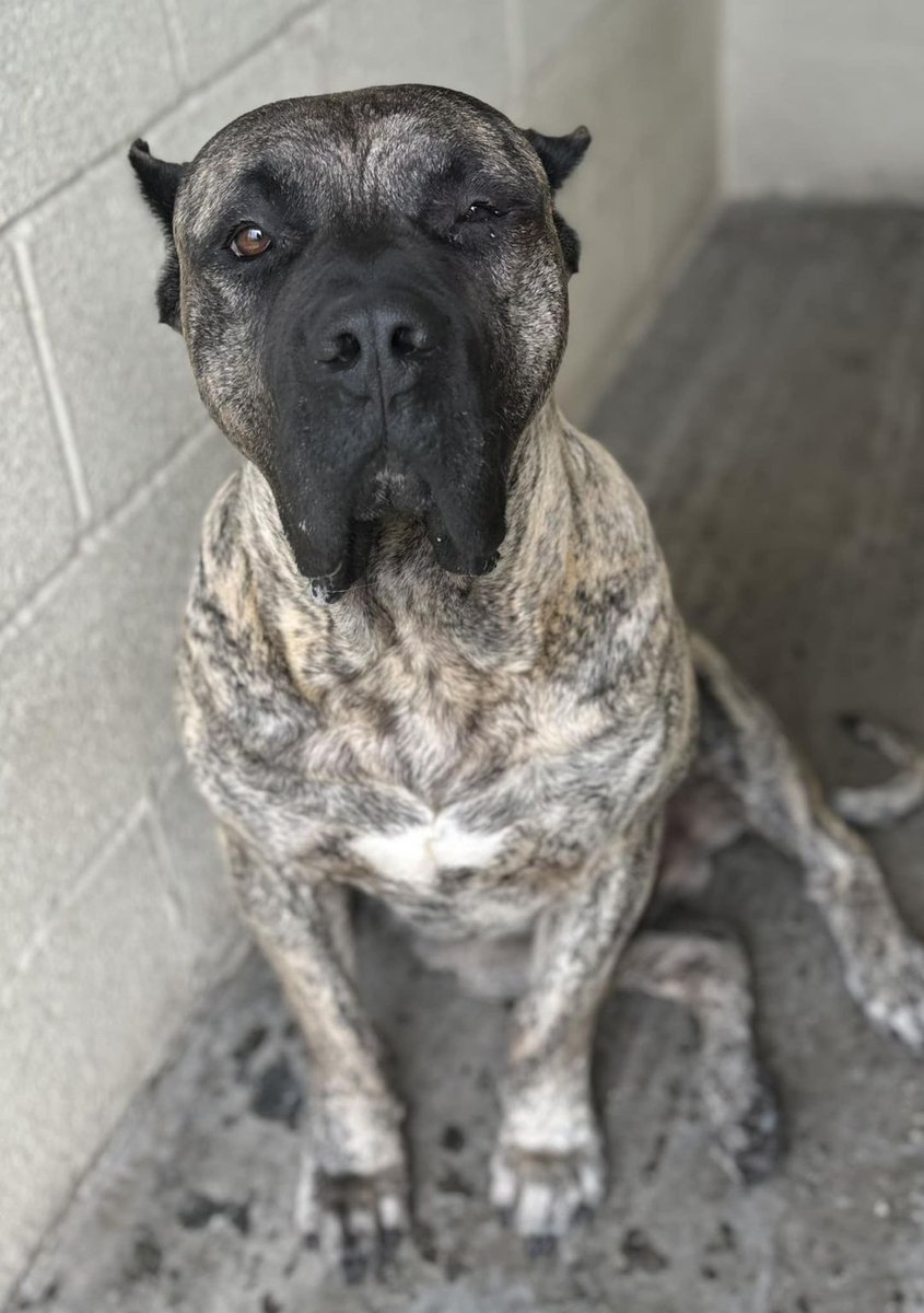 AdoptionsUk's tweet photo. Urgent, please retweet to help Baz find a FOSTER HOME   #YORKSHIRE #UK  
BAZ is back 💔 and he desperately, desperately needs to find a FOSTER HOME (with or without a view to adoption)  he needs urgent surgery on his eye, which he can now barely open and is in a lot of pain with.
He CANNOT have surgery until he is in a home environment, so this really couldn’t be more urgent 
He needs YOUR help to find him a large/XL breed savvy pet free foster home with a secure garden as a matter of urgency . 
Your shares make ALL the difference in helping reach ✅
DETAILS or APPLY👇
https://t.co/Tw7U5bwOWt  Original post on Facebook 👇 https://t.co/e6W4IOfMfn #dogs #animals #adoptdontshop #Rescuedogs #Leeds #Sheffield #Bradford #Wakefield #Rotherham #England
@LisaClareRead2 @Nightowl400 @domdyer70 @APDAWG1