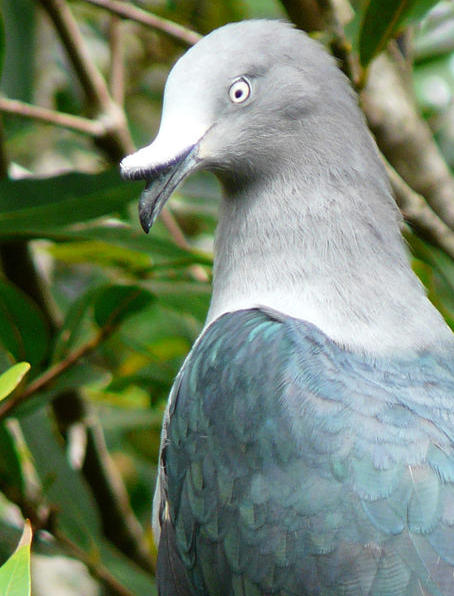 a_london_pigeon's tweet photo. Marquesan Imperial Pigeon (Ducula galeata) #French_Polynesia #South_Pacific
π· Samuel Etienne.
Largest pigeon on earth after the four Crowned Pigeon species of New Guinea. A thick, elongated cere gives the face a unique sloping look.
Always astonished and delighted by edibles. https://t.co/kUL1zid7Jg