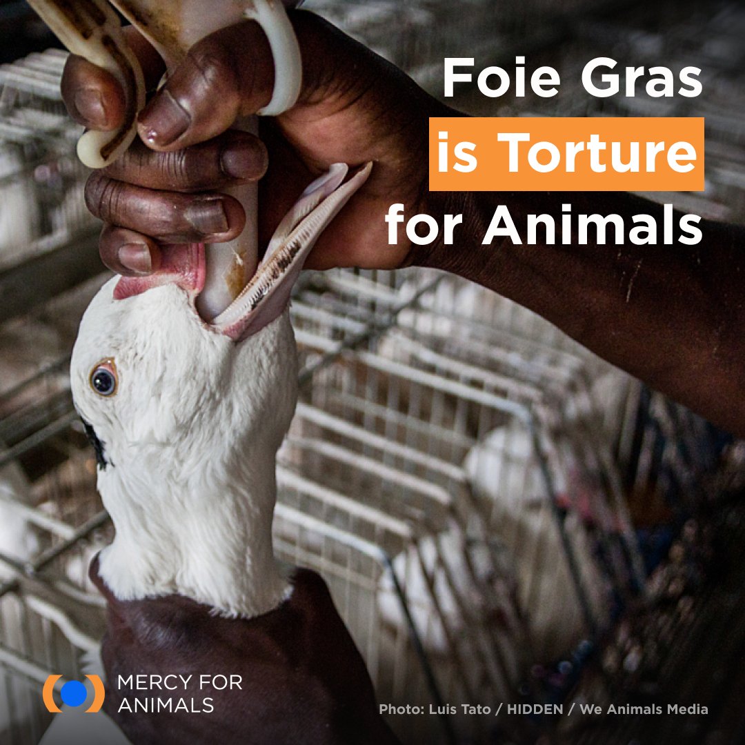 📰 Update: Despite promoting their plant-forward menu to combat climate change, this year’s Olympic Games is serving foie gras (a product made by force-feeding ducks and geese) to VIP guests.

While the Paris Olympics’ decision to create a menu that is 60 percent vegan and