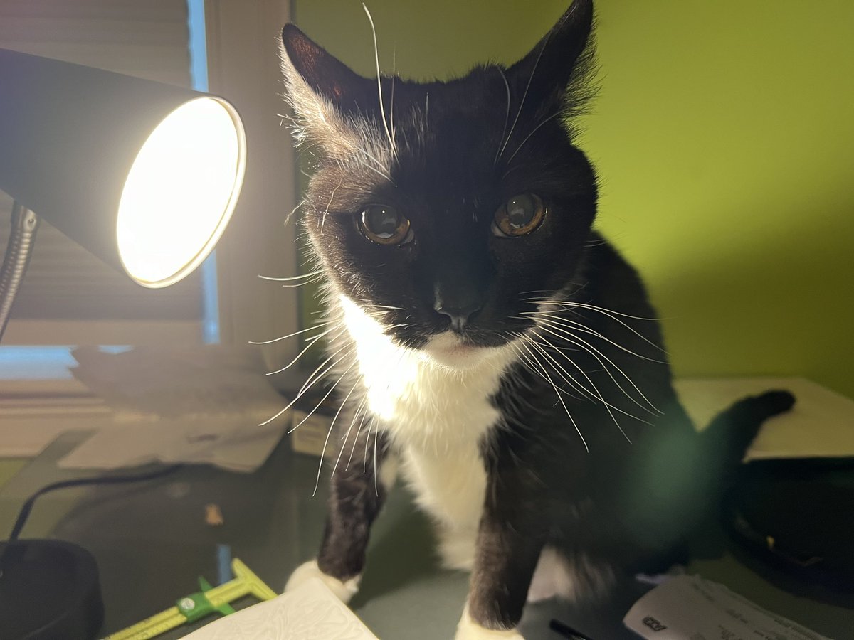 fxrsa_'s tweet image. 