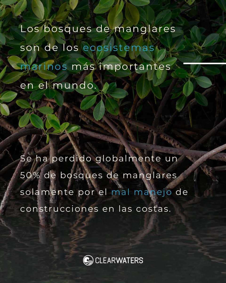 clearwaters_pr's tweet photo. #DíaDelManglar 🌱🌊 https://t.co/rnIybZs7RY