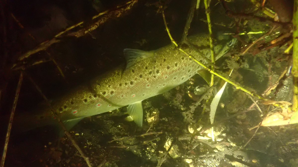 On Sunday met this big beauty hiding away in its lair on the River Gadder downstream of Gooderstone sewage works, but compared to upstream, remarkably few - only a handful - other Brown Trout on this 750 m stretch of Norfolk chalk stream. #MySwim #Browntrout #Breckland 1/11