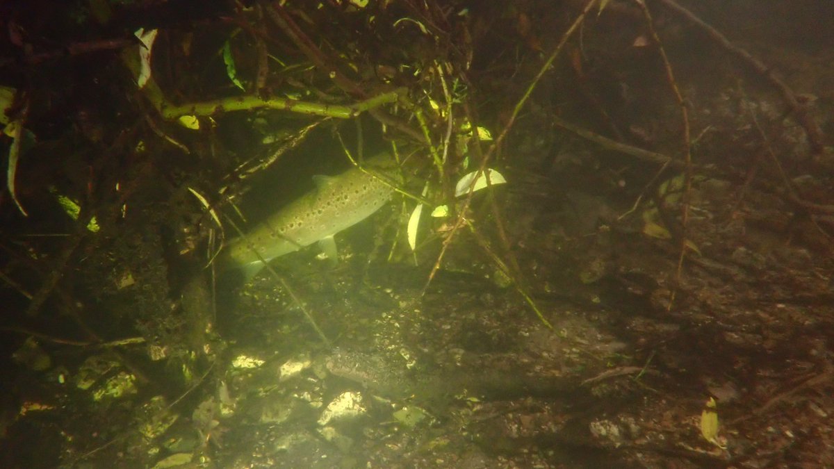 nicola crockford tweet media