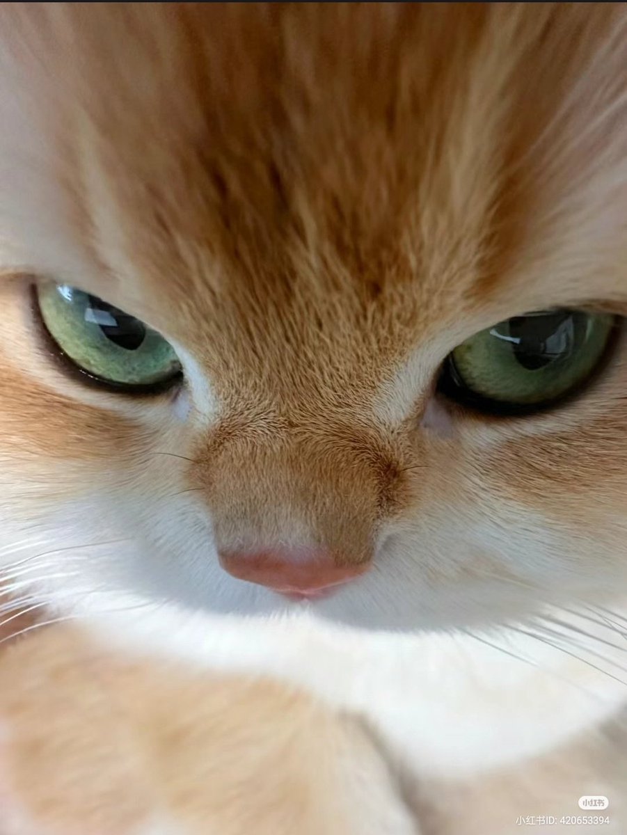 Catsillyness's tweet image. Angy