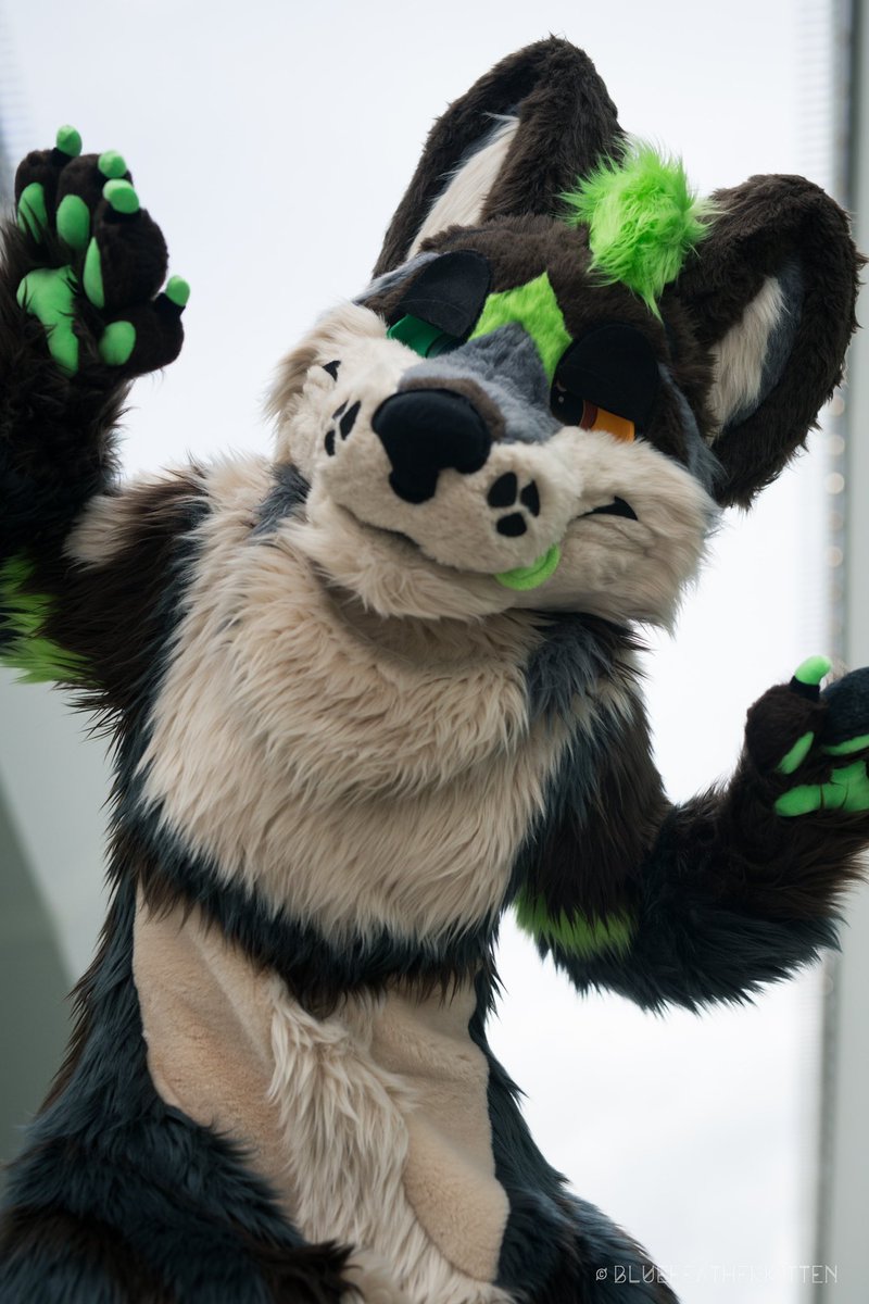 aw00boii's tweet photo. Happy #FursuitFriday !!!

First fursuit Friday with Timber’s fullbody!!! 👀👀

📸: @bluefeakitten 
📍: Pittsburgh, PA (Anthrocon)

More pics to come!!! 🌲💚 https://t.co/k2daMwhemI