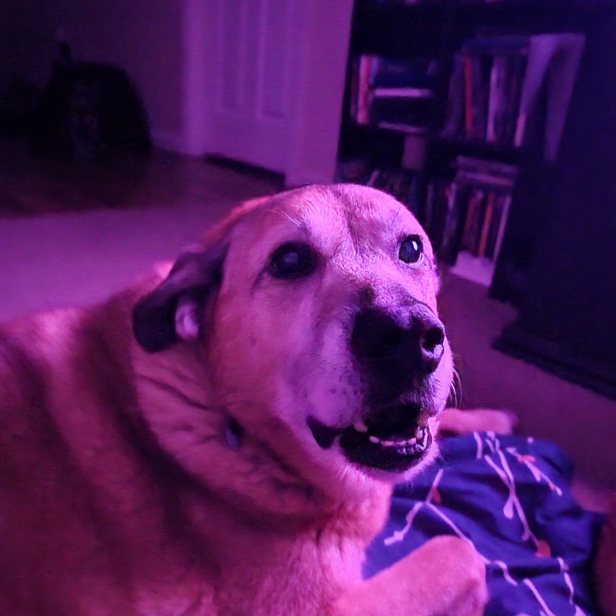 justdaae's tweet photo. my childhood dog was diagnosed with hemangiosarcoma. we laid her to rest today and she took her last breath on this earth at 1:57pm. i miss her so much. the house is so quiet. enjoy paradise, baby girl, and run free. https://t.co/at6a9SPXHI