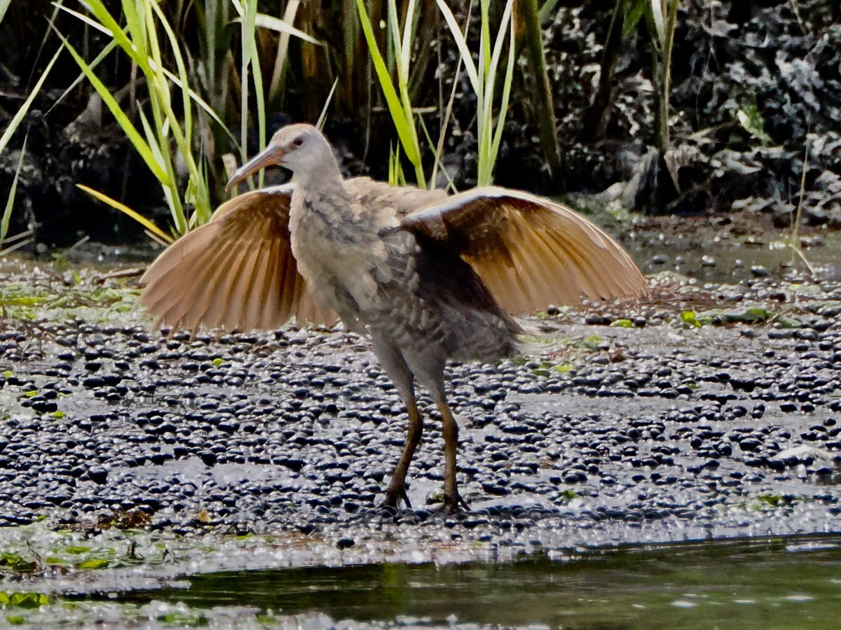 koolshark2's tweet photo. #clapperrail: flapper sequence. A highlight of Saturday’s outing (other than the brown pelicans lifer) is spending up to an hour (!) watching a pair of these secretive rails frolicking out in the open at Plumb Beach. #birding https://t.co/LPW77DfV2d