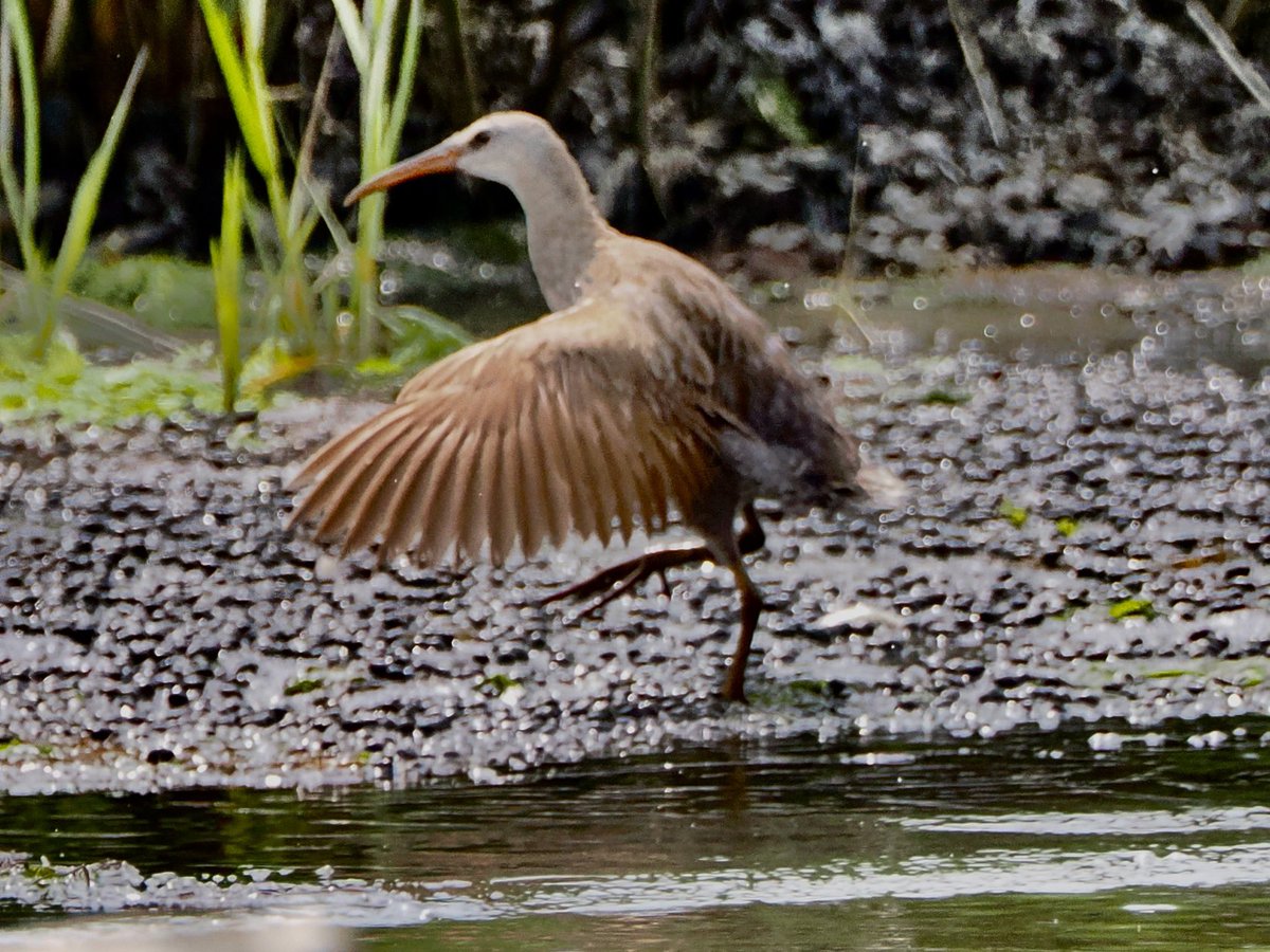 koolshark2's tweet photo. #clapperrail: flapper sequence. A highlight of Saturday’s outing (other than the brown pelicans lifer) is spending up to an hour (!) watching a pair of these secretive rails frolicking out in the open at Plumb Beach. #birding https://t.co/LPW77DfV2d