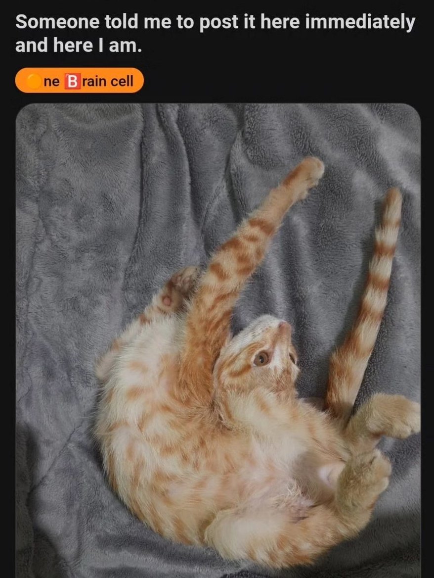 mischiefanimals's tweet photo. incomprehensible shapes https://t.co/vjvW7miCFo