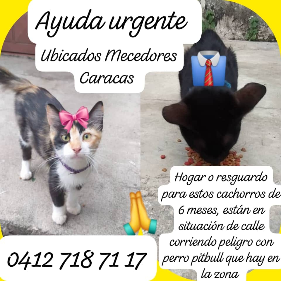 Por favor ayudemos a difundir para buscar resguardo o un hogar para ellos. ubicación Mecedores Caracas 0412 718 71 17 corren peligro en la calle ya que en la zona hay perro pitbull que no tolera gatos