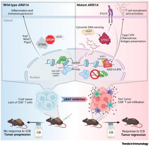 Mutant ARID1A: igniting cancer immunotherapy dlvr.it/TB6vWZ #immunology