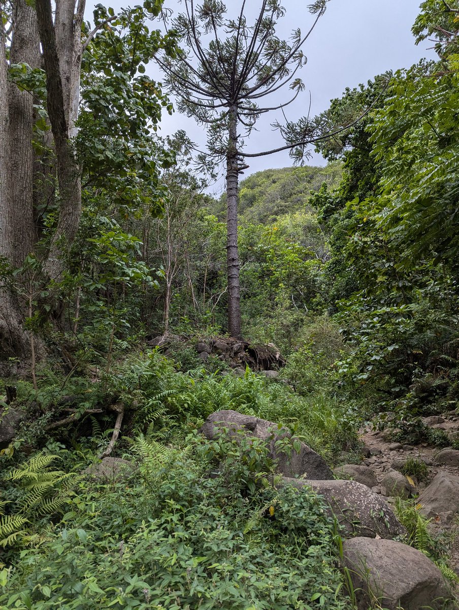 DagwellCli's tweet image. Beauty worth saving. @MalamaProject