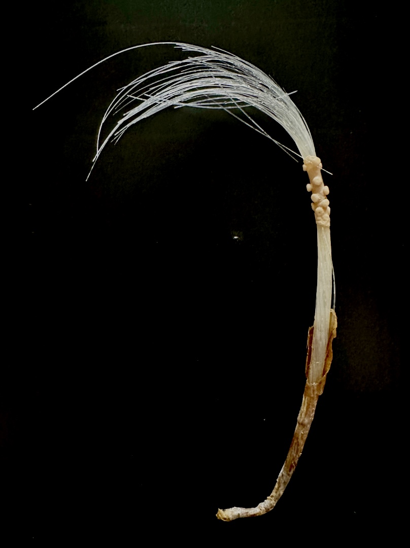 DigInverts's tweet photo. Dive into this deep-sea mystery!🔎Scientists at @MiamiRosenstiel found unknown, long, white siliceous filaments on a scalpellid and a sponge. These filaments are not part of the organisms! Can you help identify them? #MarineMystery #DeepSeaScience @univmiami https://t.co/xRmuNxAQkK