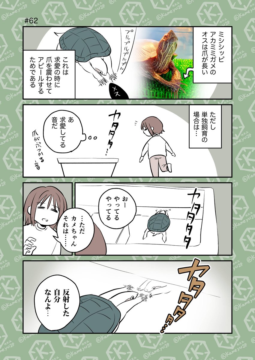 亀飼い4コマ「長い爪」 